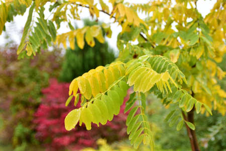 A natural garden in autumn colors on a clear October day.の写真素材