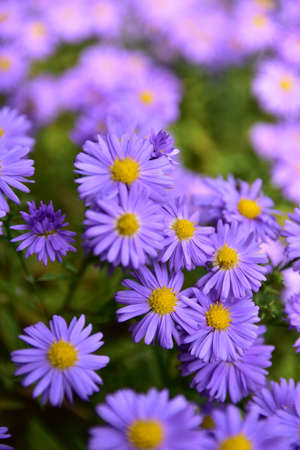 Top view of blooming purple asters in a garden flower bed on an autumn day.の写真素材