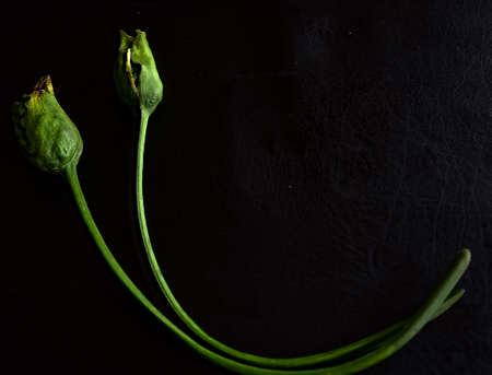 Green shoots of faded calla lilies in an artistic composition on a black background.の写真素材