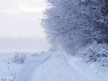 Winter landscape of a forest covered with snow on a frosty and misty February morning.の写真素材