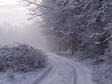 Winter landscape of snow-covered forest, foggy and cold February morning.の写真素材