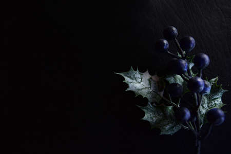 Festive decoration, a branch of purple berries with a holly leaf on a black background.の写真素材