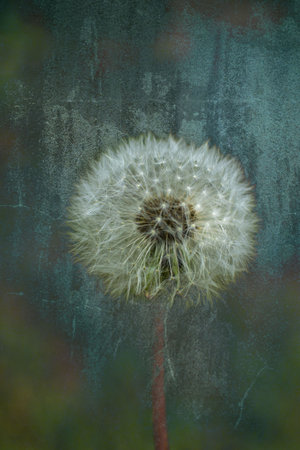 Inflorescence of a delicate dandelion on a summer day against a luminous background in the gardenの写真素材