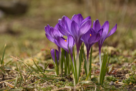 Purple crocuses bloom on a pleasant spring morning in the sunshine.