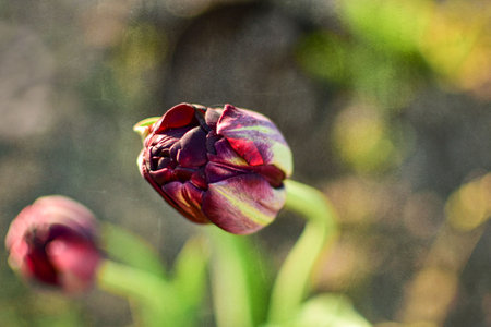 A black blooming tulip on a lovely spring morning in the backyard garden.の写真素材