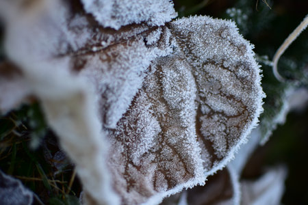 Beautiful frosty leaf lying on the ground on winterの写真素材