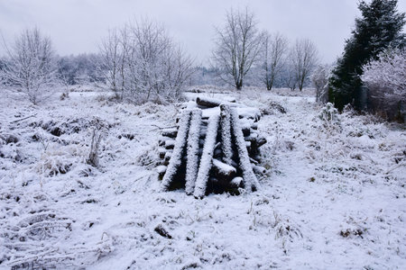 Natural garden covered with snow on a cold January morning, white, misty, beautiful nature itself.の写真素材