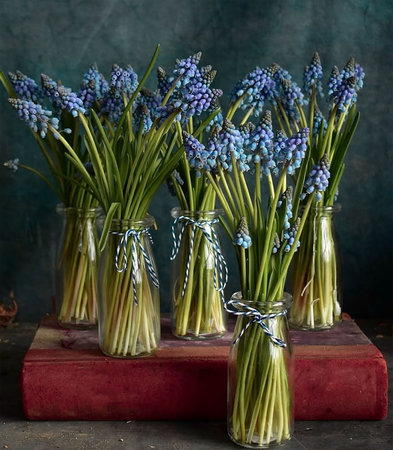 Blue grape hyacinths arranged in glass jars with twine ribbons, displayed on a red book against a dark backgroundの写真素材