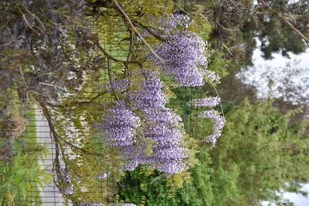 Wisteria blooming in the botanical garden in spring.の写真素材
