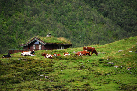 Cows graze on a pasture in the mountains, in the background a mountain cottage and mountains. Norway, Scandinavia. Summer.の写真素材