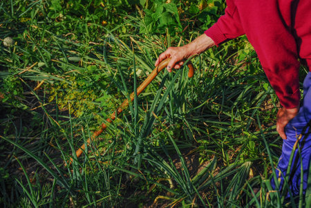 An elderly retired woman looks at the vegetables in the garden: chives and dill. Gardening, hobbies....