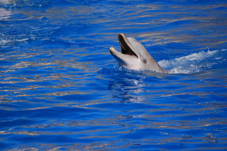 Cheerful dolphins swim, play and dancing in the pool. Zoo Madrit Spain. Dolphinarium.の写真素材