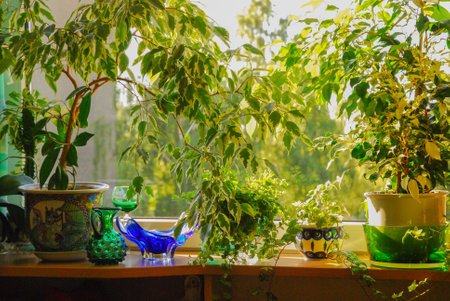 Benjamin ficus grows in a coll. The flower stands on the windowsill. Ficus benjamina. View through...