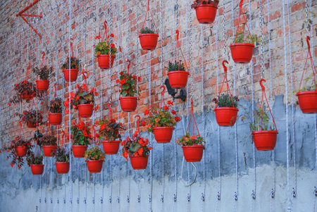 Different types of flowers grow in red pots hanging on chains. Metal construction. Home cultivation...