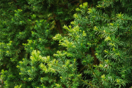 Taxus baccata, known as English yew, common yew or European yew. Ornamental evergreen tree.の写真素材