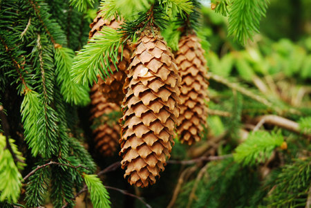 Picea abies is a tree known as the Norway spruce or European spruce. Cones on a coniferous branch.