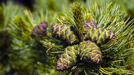 cedar conesの写真素材