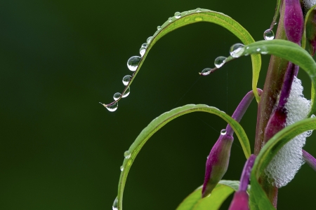 Ivan-teaの写真素材