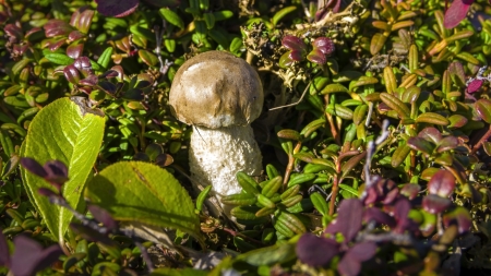 white mushroomの写真素材
