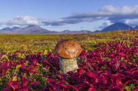 mushroom mountainの写真素材