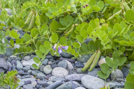 wild peasの写真素材