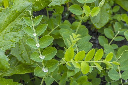 drops of waterの写真素材