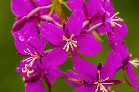 Ivan-teaの写真素材