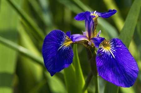 Iris blueの写真素材