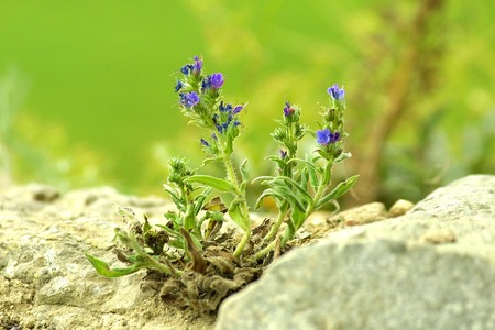 Beautiful summer flowers among grey stones