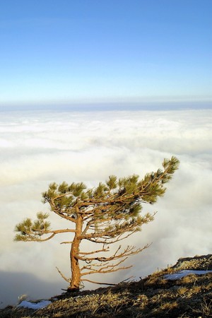 Isolated pine above the clouds on the top of Crimean mountainsの写真素材