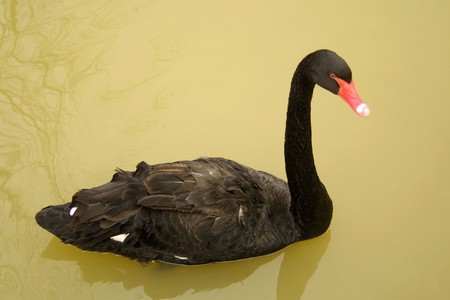 Black swan on waterの写真素材