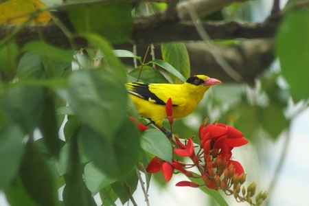 The European Golden Oriole (Oriolus oriolus) perched on a twigの写真素材