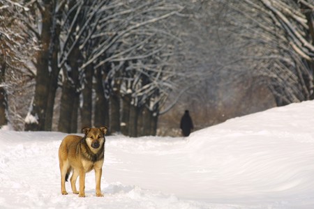 Lonely dog on the winter parkwayの写真素材
