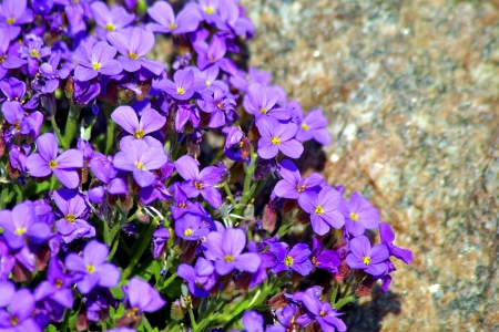 Small spring tender flowersの写真素材