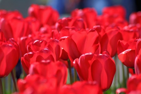Close-up spring red tulips in the gardenの写真素材