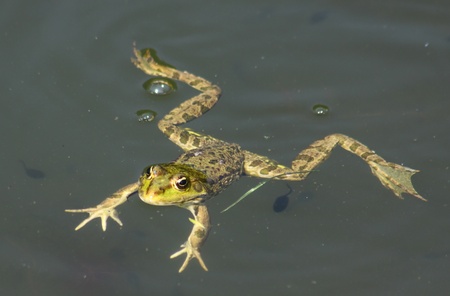 Big green frog (American Bullfrog) floating on the waterの写真素材