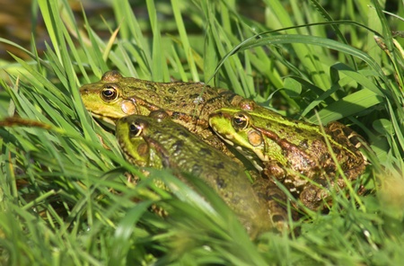 Tree big green frogs (American Bullfrog) sitting in the grassの写真素材