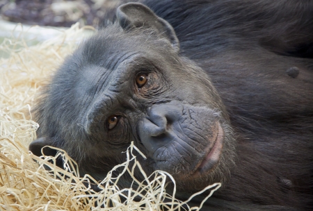 Close-up portrait of a young Chimpanzeeの写真素材