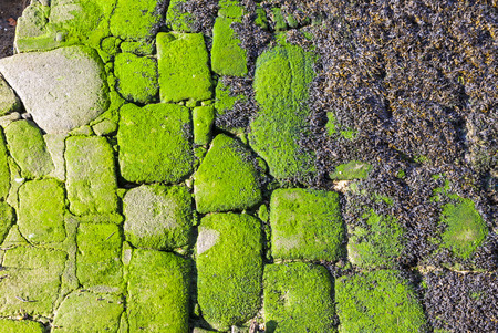 Stones covered with a seaweeds on the coast. Green and grey background, view from above