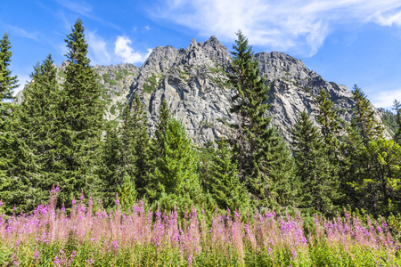Picturesque summer view of Tatra mountains near Stary Smokovec village, Tatra National Park, Slovakia. Bright sunny dayの写真素材