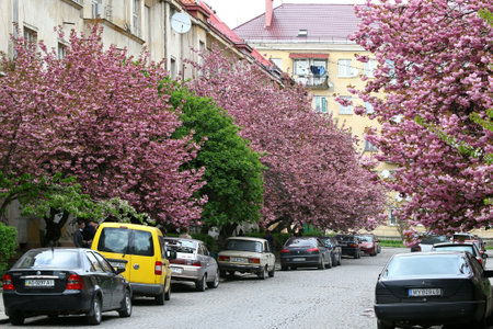 UZHGOROD, UKRAINE - APRIL 14, 2017: Blossoming pink sakura trees on the streets of Uzhgorod city, Transcarpathia, Ukraine. Sakura can be found in many parts of Uzhgorod, total number of trees is more than 2000のeditorial素材