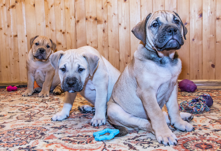 Three 8 weeks old Ca de Bou (Mallorquin Mastiff) puppies look on the cameraの写真素材