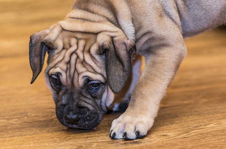 Brown 9 weeks old Ca de Bou (Mallorquin Mastiff) puppy dogの写真素材