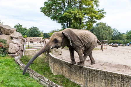 BERLIN, GERMANY - SEPTEMBER 23, 2017: African elephant eating the grass at its aviary in Tierpark Berlin (Zoo of Eastern Berlin), Germany. Tierpark Berlin is home to over 9000 exotic and native animalsのeditorial素材