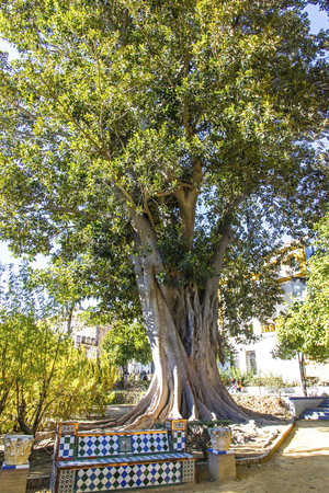 Giant fig tree in Murillo Gardens (Jardines de Murillo) in Seville city, Andalusia, Spain. Public park located next to the walls of Alcazar gardensの写真素材