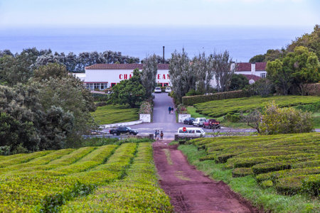 Sao Miguel island, Azores, Portugal - October 2, 2015: Building of Porto Formoso tea factory and tea plantation on Azores, Portugal. Azores is home to the only such tea plantation in Europeのeditorial素材