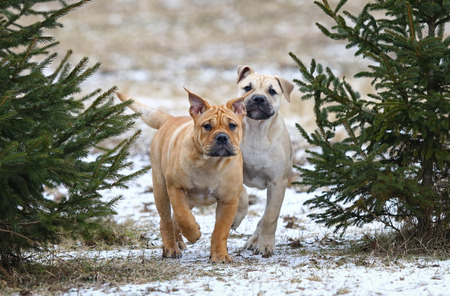 Two 3 months old Ca de Bou (Mallorquin Mastiff) female puppy dogs playing outdoors