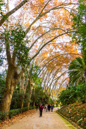 Malaga, Spain - December 10, 2017: Plane Tree alley of the Botanical Garden (Jardin Botanico La Concepcion) in Malaga. One of the few gardens with subtropical climate plants that exist in Europeのeditorial素材