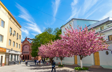 Uzhhorod, Ukraine - April 16, 2019: Blossoming pink cherry trees (sakura) on Teatralna Square in Uzhhorod city. Building of Transcarpathian Regional Philharmonic on the backgroundのeditorial素材