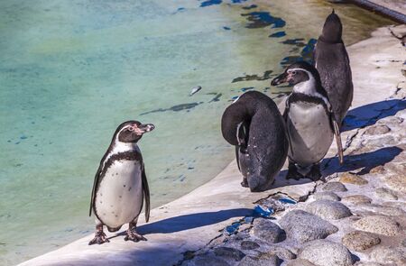 Humboldt Penguins (Latin: Spheniscus humboldti) is a South American penguin living mainly in the coastal Chile and Peruの写真素材
